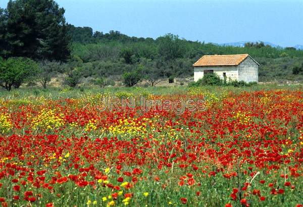 Provence poppy field