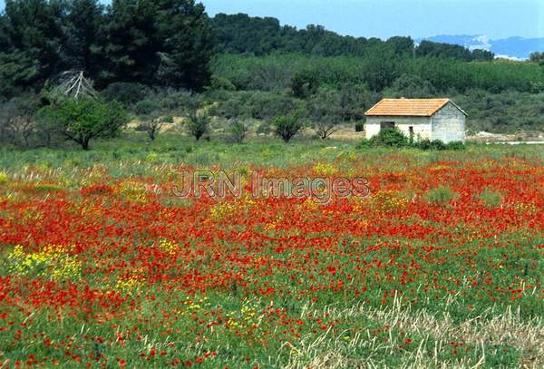 Provence poppy field