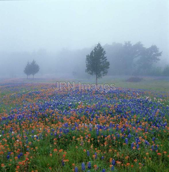 Meadow in mist