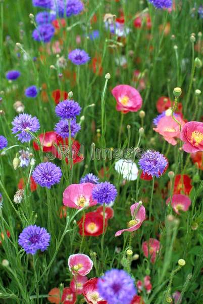 Meadow wildflowers