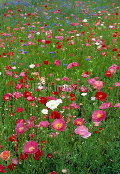 Poppy field