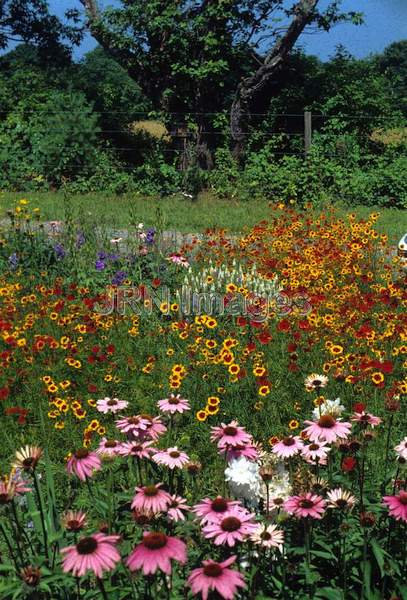 Echinacea purpurea and coreopsis