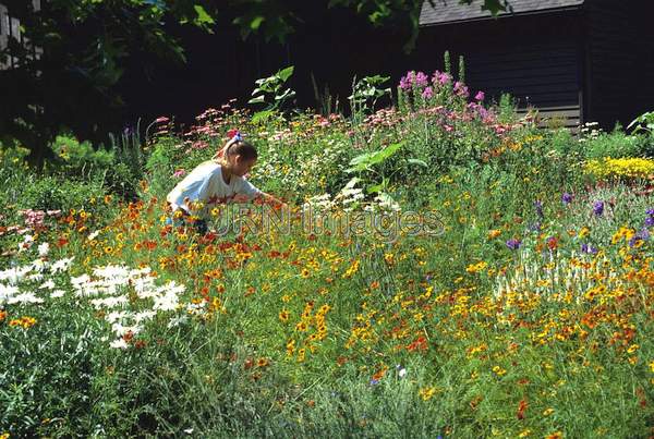 Wild garden