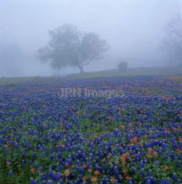 Meadow in mist