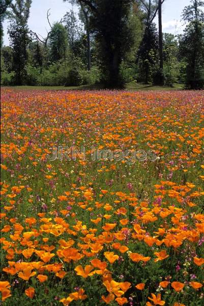 Poppy field