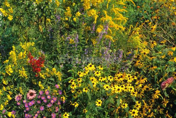 Prairie wildflowers