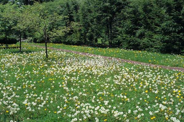 Taraxacum officinale